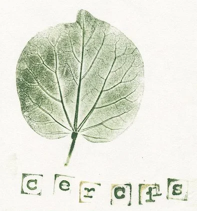 cercis-arbredejudee1.jpg