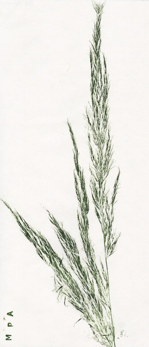 herbe-pampa0 copie.jpeg