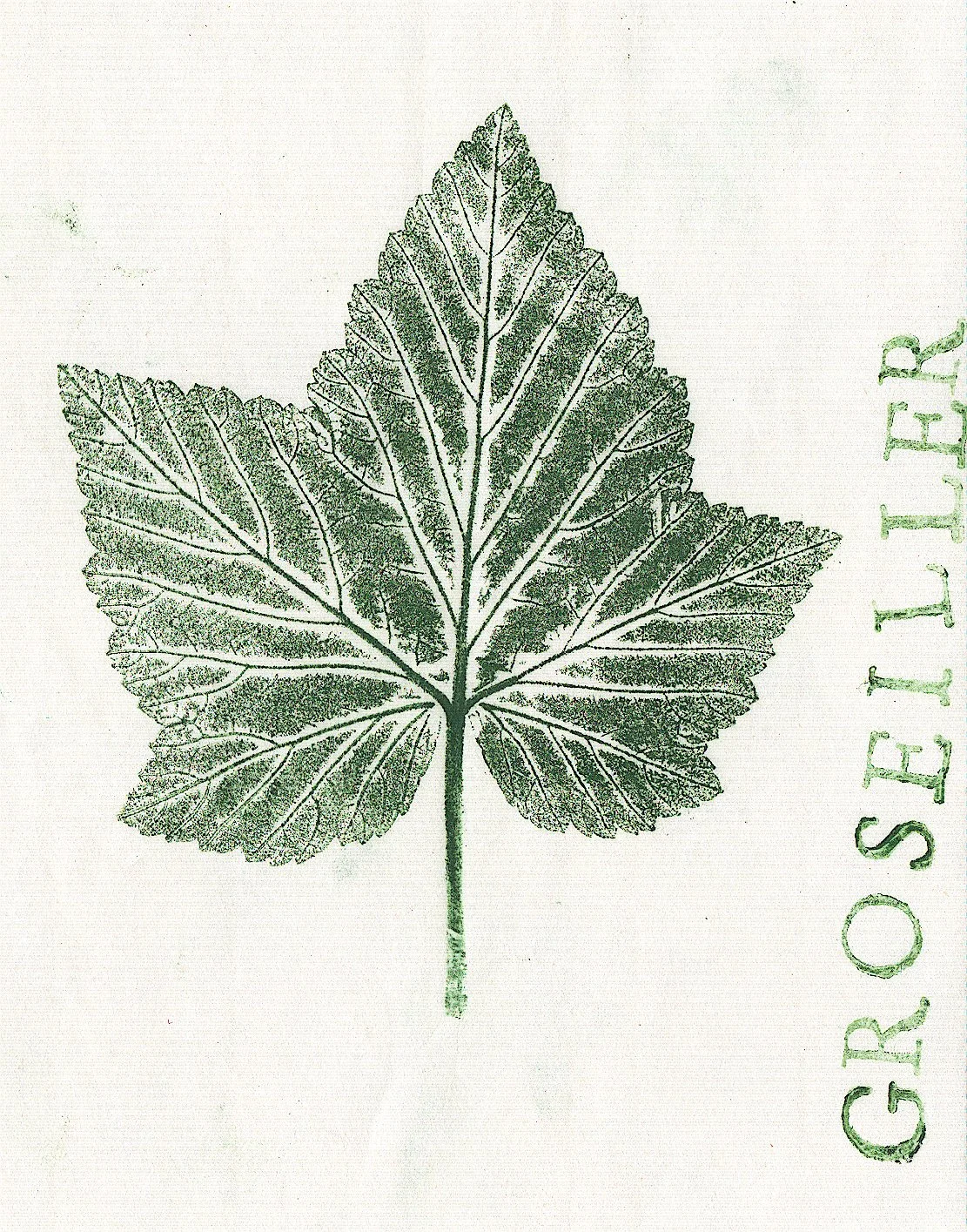 groseiller.jpg