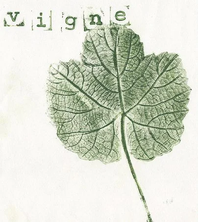 vigne.jpg