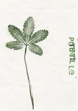 potentille.jpg
