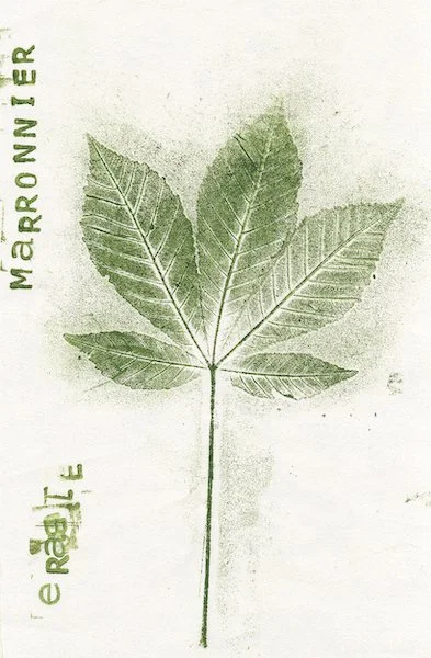 marronnier0.jpg