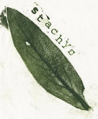 stachys-oreille-d-ours.jpg