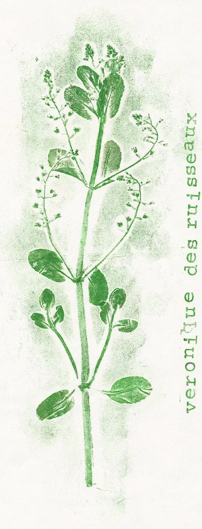 Dans les rues de Voulx (77). 2024-2025