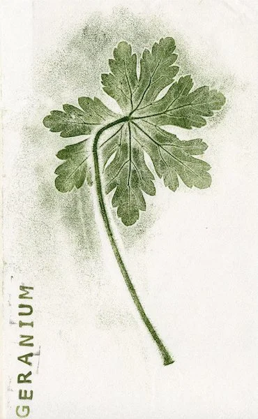 geranium3.jpg