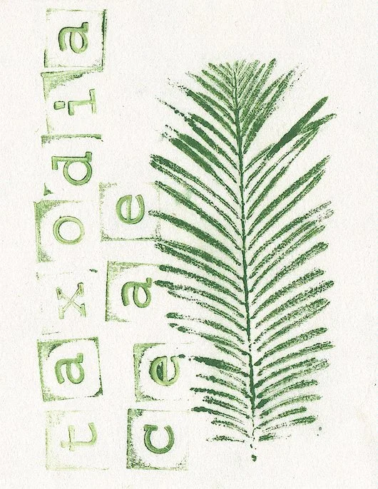taxodia.jpg