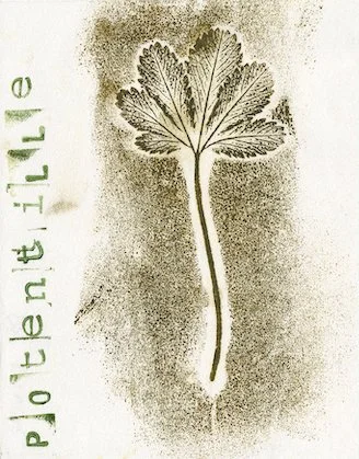 potentille.jpg