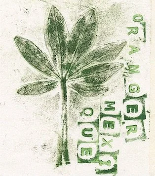 oranger-mexique1 copie.jpeg