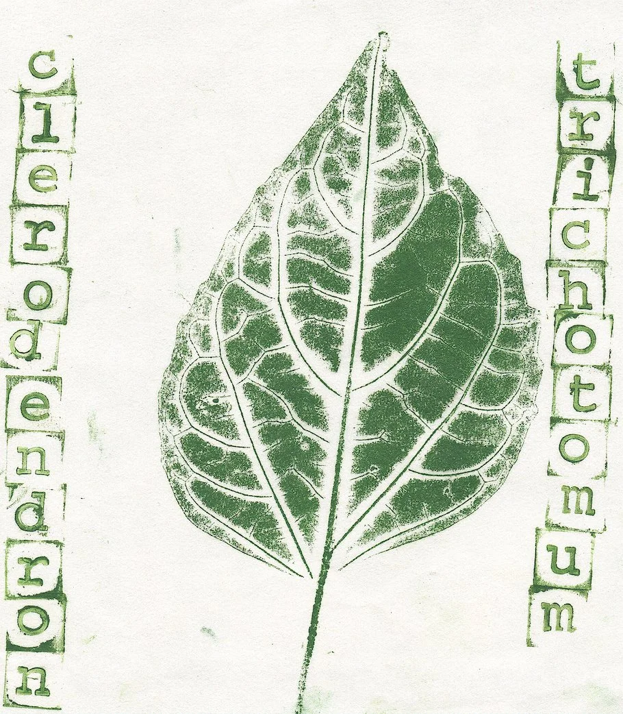 clerodendron0.jpg