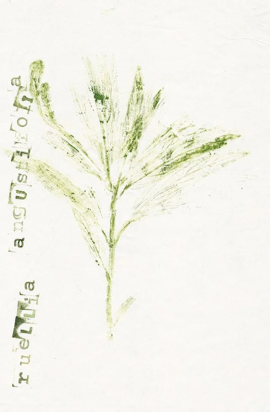 ruellia-angustifolia.jpg