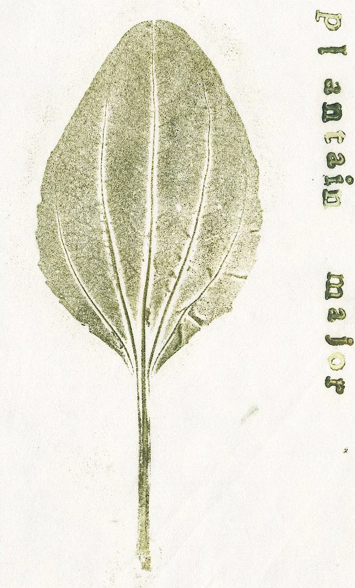 plantin.jpg