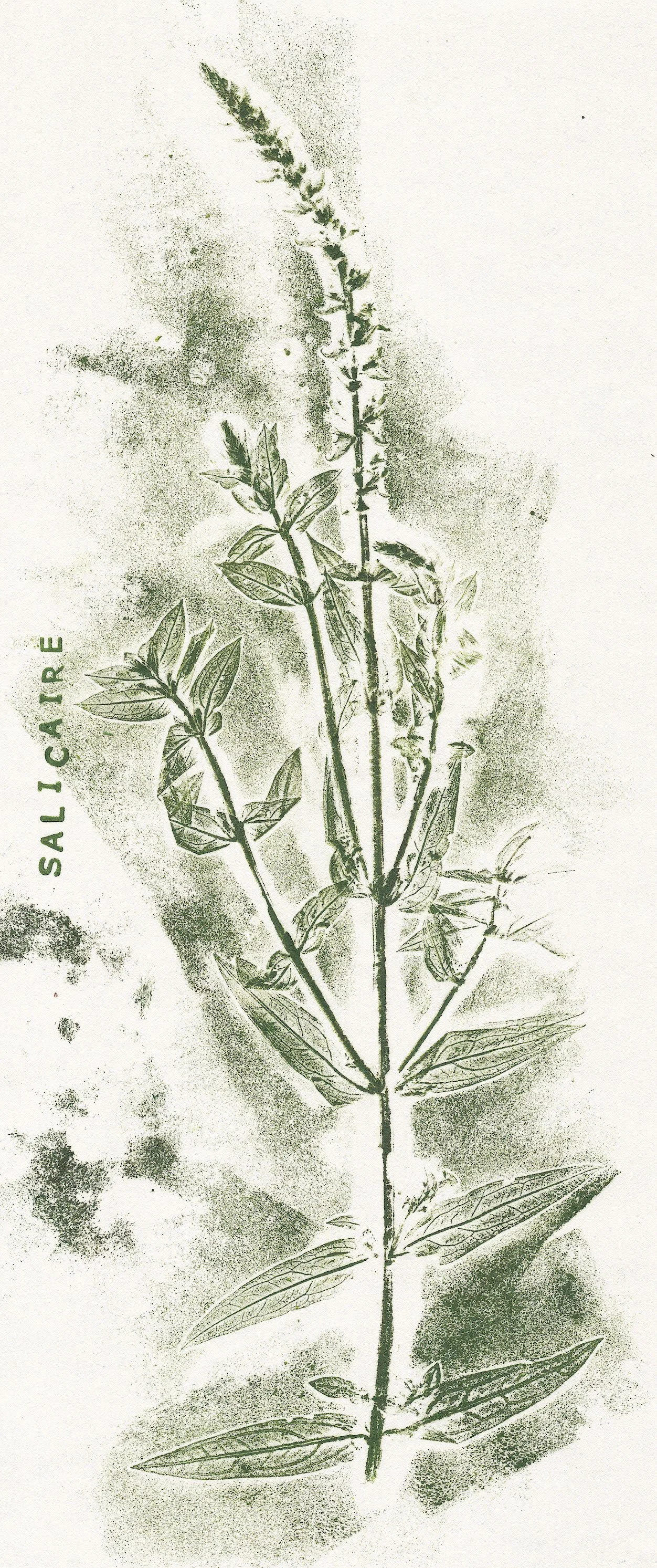 salicaire copie.jpg