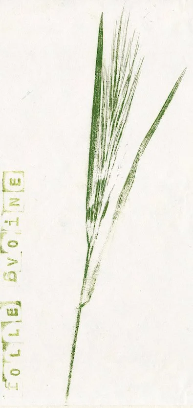 folle-avoine.jpg