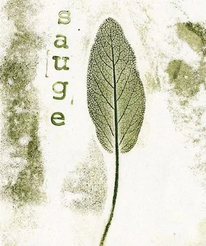sauge3.jpg