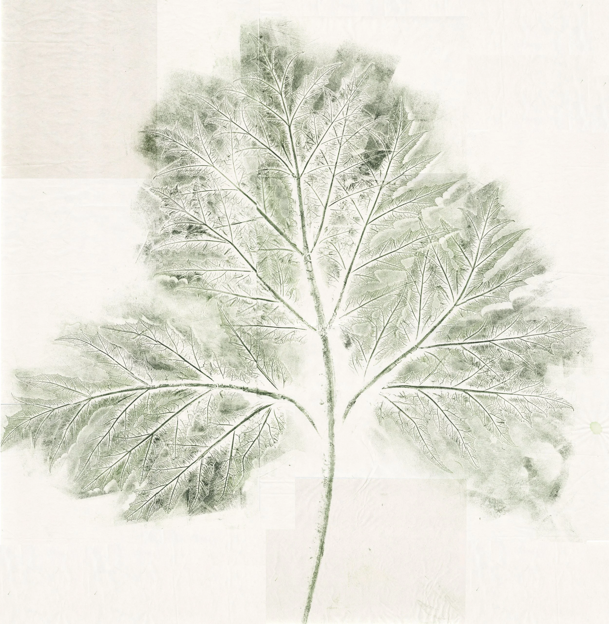 berce-caucase copie.jpg