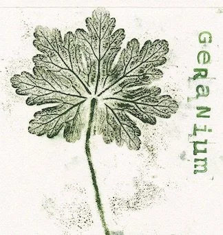 geranium0 copie.jpeg