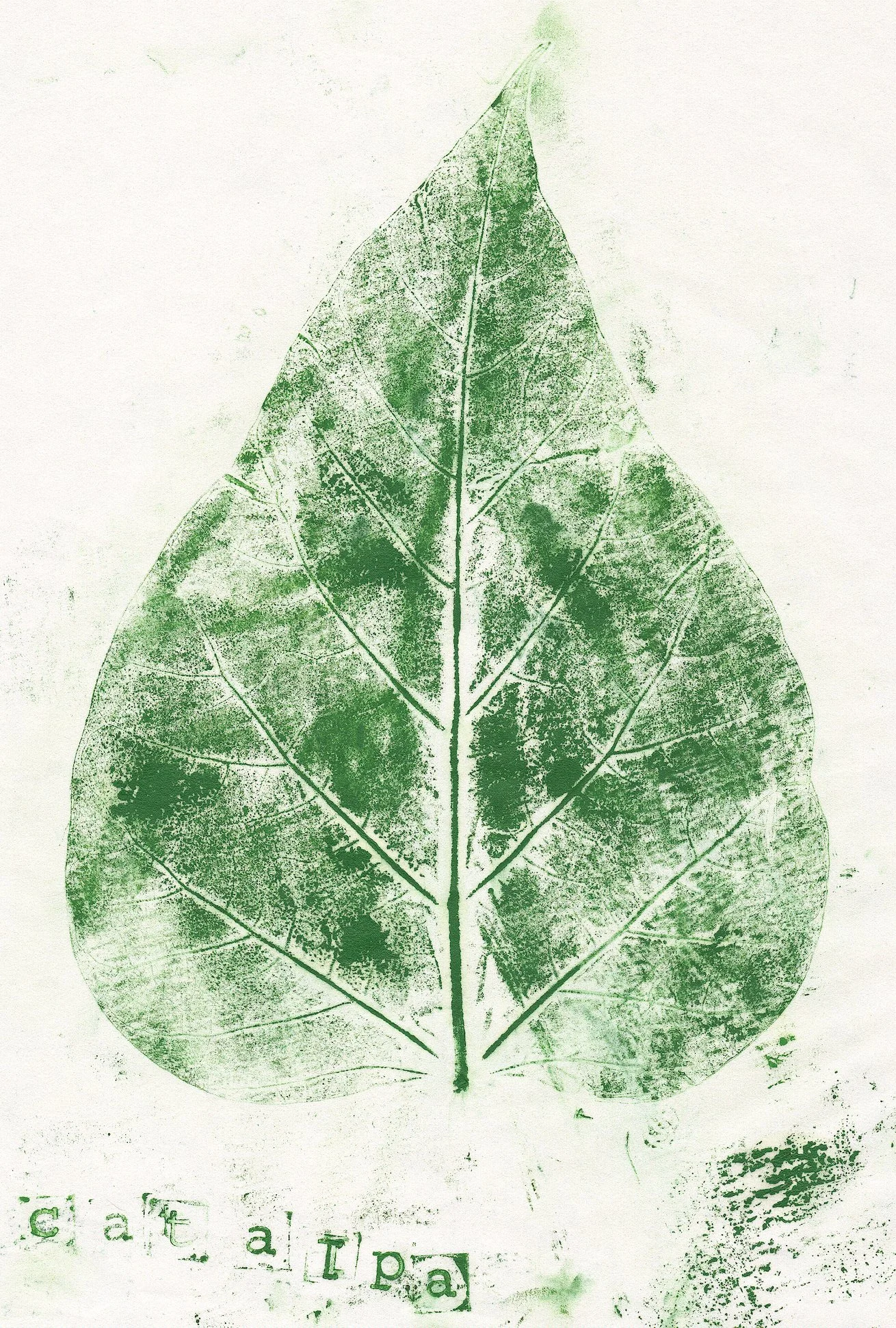 catalpa.jpg
