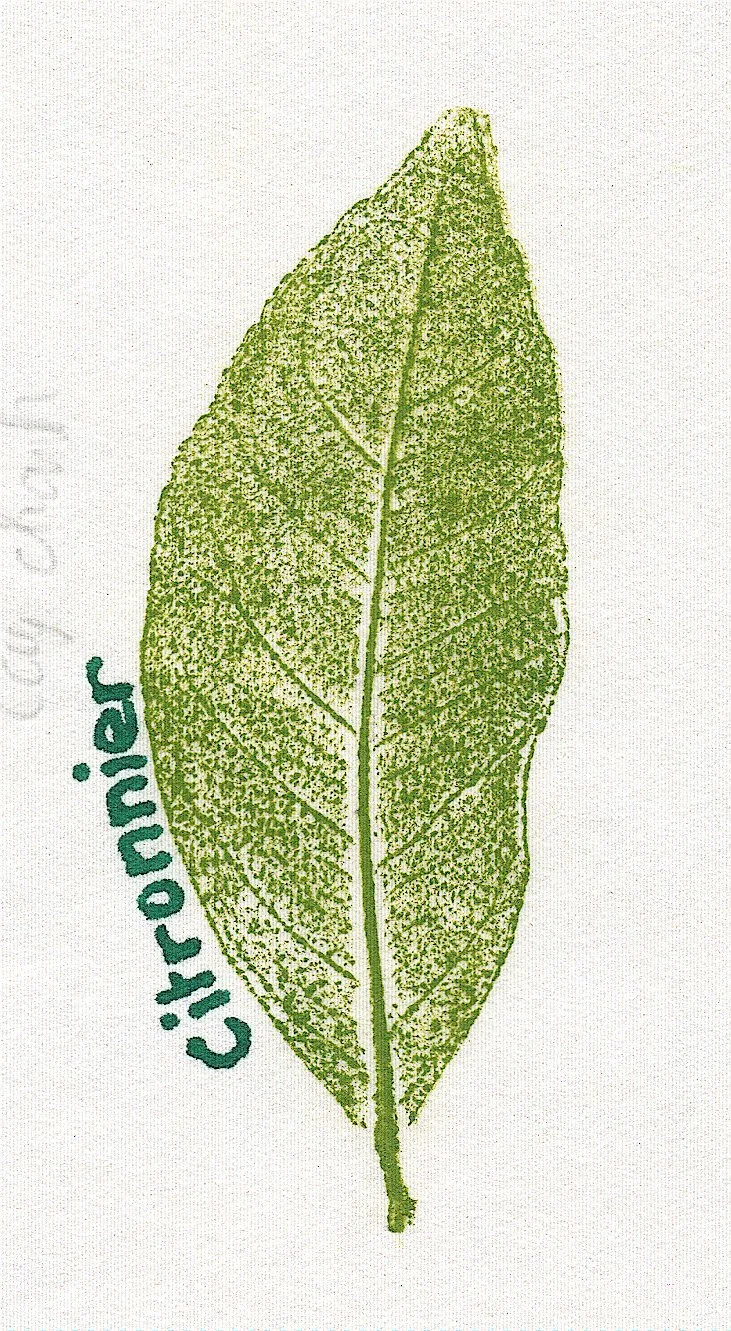 CITRONNIER1.jpg