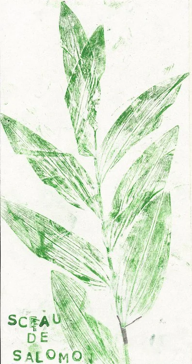 Jardin de la Verrerie blanche, Anor (59) - mai 2023