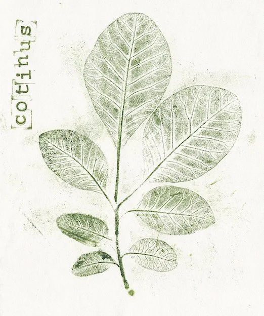 arbre-a-perruques-cotinus.jpg