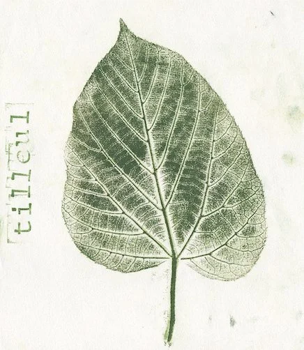 tilleul.jpg