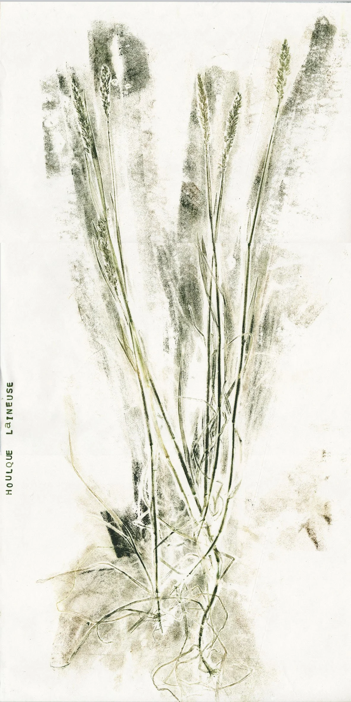 houlque-laineuse0.jpg