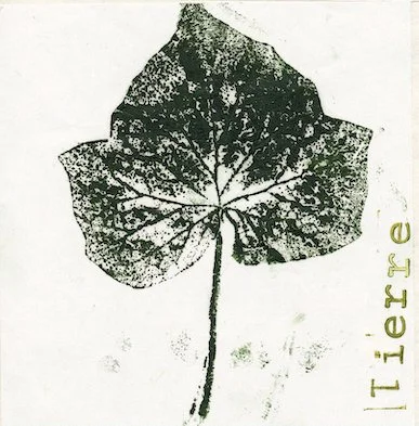 lierre.jpg