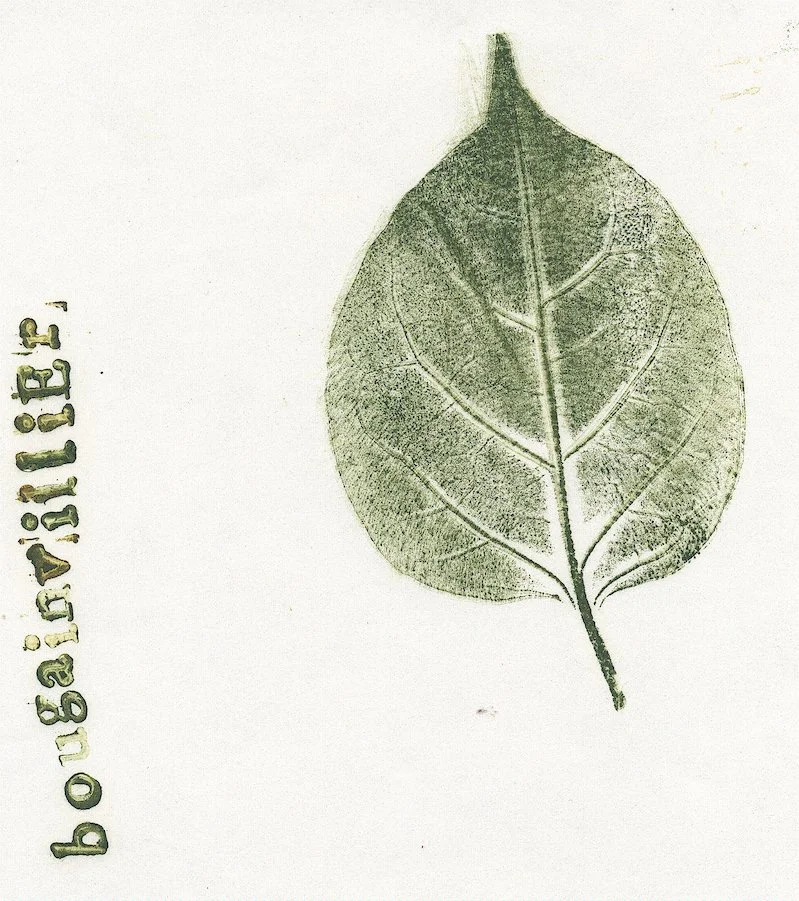bougainvilliers.jpg