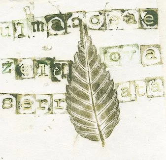 orme-zelkova0.jpg