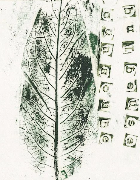 consoude0.jpg