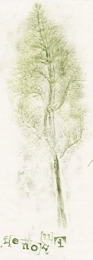 fenouil1.jpg