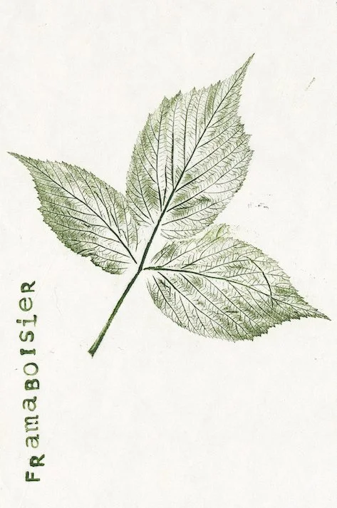 framboisier0.jpg