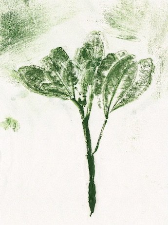 oranger-mexique copie.jpeg