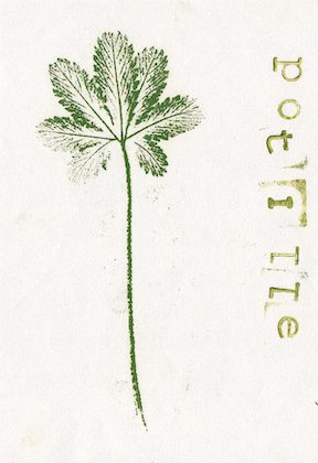 potentille1.jpg