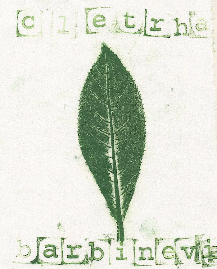 clethre.jpg