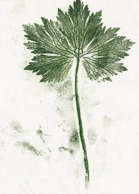 geranium1.jpg