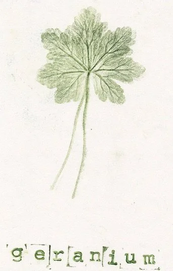 geranium copie.jpeg