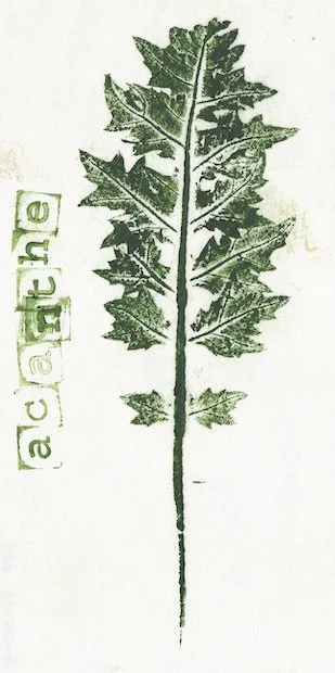 acanthe.jpg