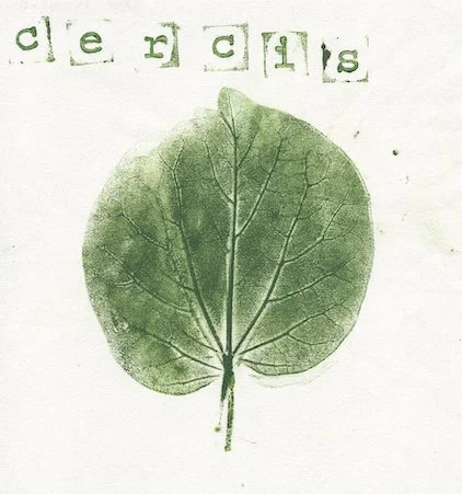 cercis-arbredejudee.jpg