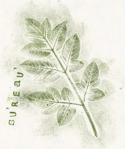 sureau2.jpg