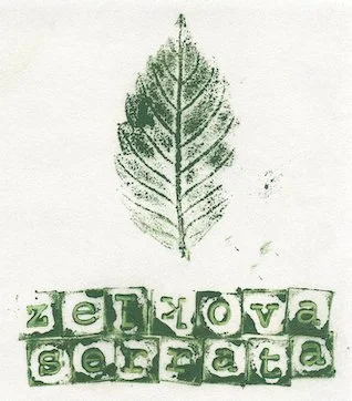 orme-zelkova.jpg