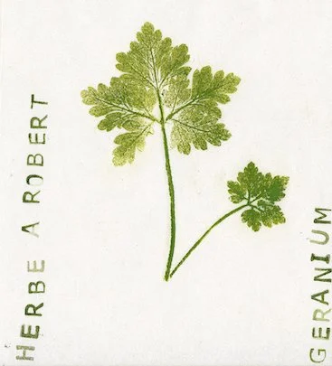 geranium.jpg