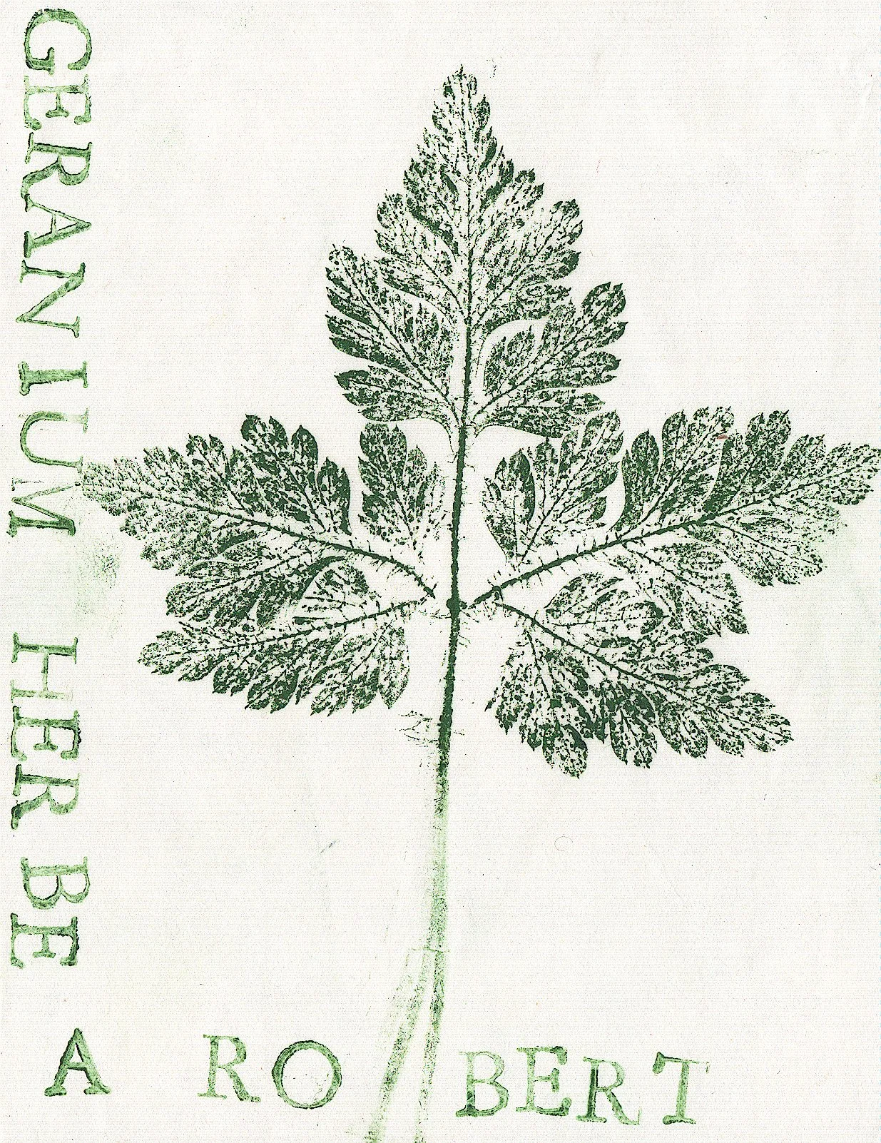 geranium1geranium1.jpg