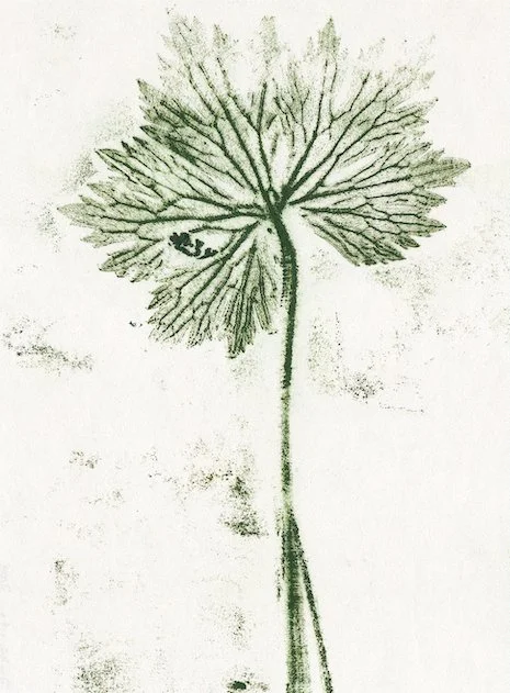 geranium.jpg