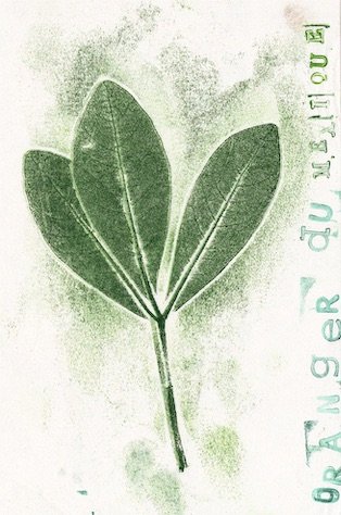 oranger-mexique0 copie.jpeg