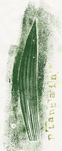 plantain.jpg