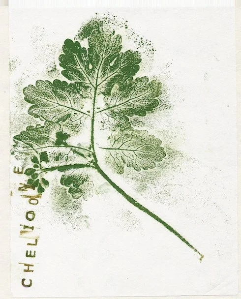 chelidoine.jpg