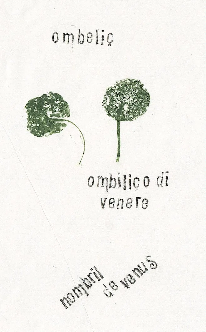 nombril de venus.jpg