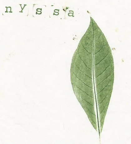 nyssa0.jpg