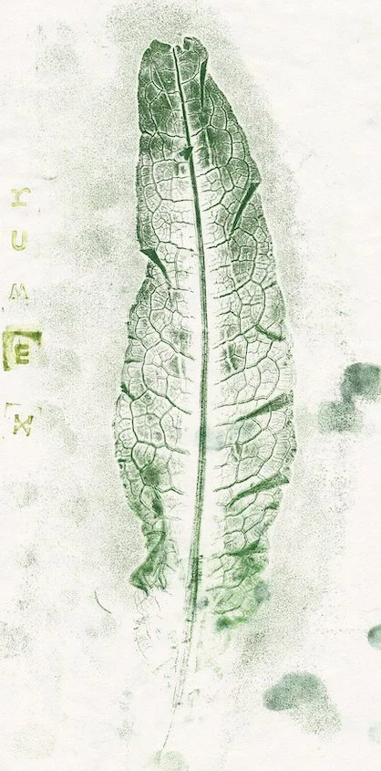 rumex.jpg